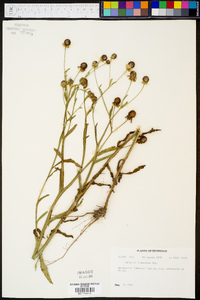 Helenium flexuosum image