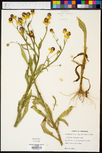 Helenium flexuosum image