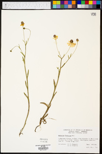 Helenium flexuosum image