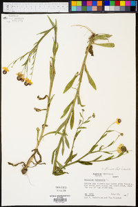 Helenium flexuosum image