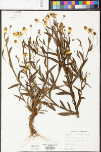 Helenium flexuosum image