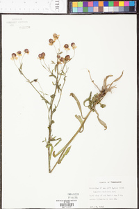 Helenium flexuosum image