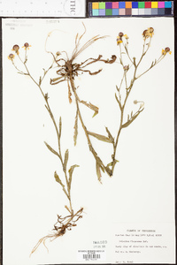 Helenium flexuosum image