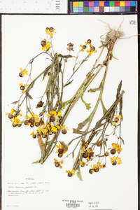 Helenium flexuosum image