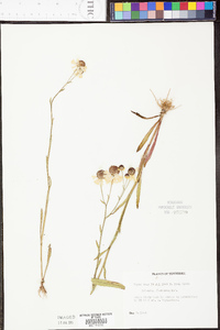 Helenium flexuosum image