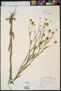 Helenium flexuosum image