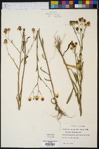 Helenium flexuosum image