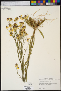 Helenium flexuosum image