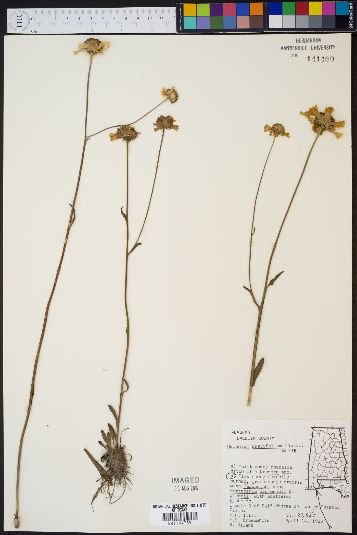 Helenium brevifolium image