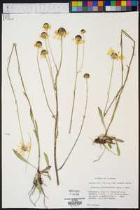 Helenium brevifolium image