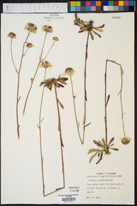 Helenium brevifolium image