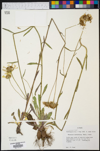 Helenium brevifolium image