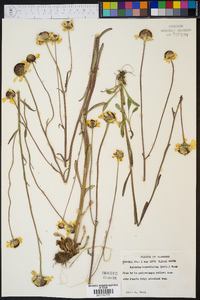 Helenium brevifolium image