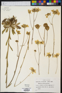 Helenium brevifolium image