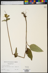 Helianthus atrorubens image