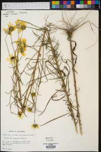 Helianthus angustifolius image