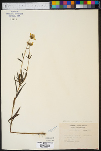 Helianthus angustifolius image