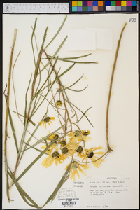 Helianthus angustifolius image