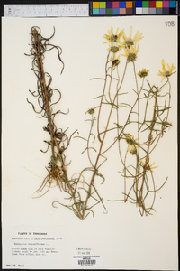 Helianthus angustifolius image