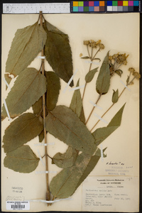 Helianthus mollis image