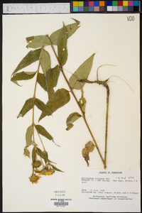 Helianthus hirsutus image