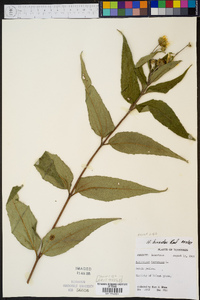 Helianthus hirsutus image