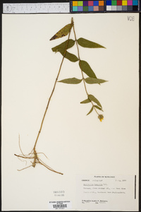 Helianthus hirsutus image