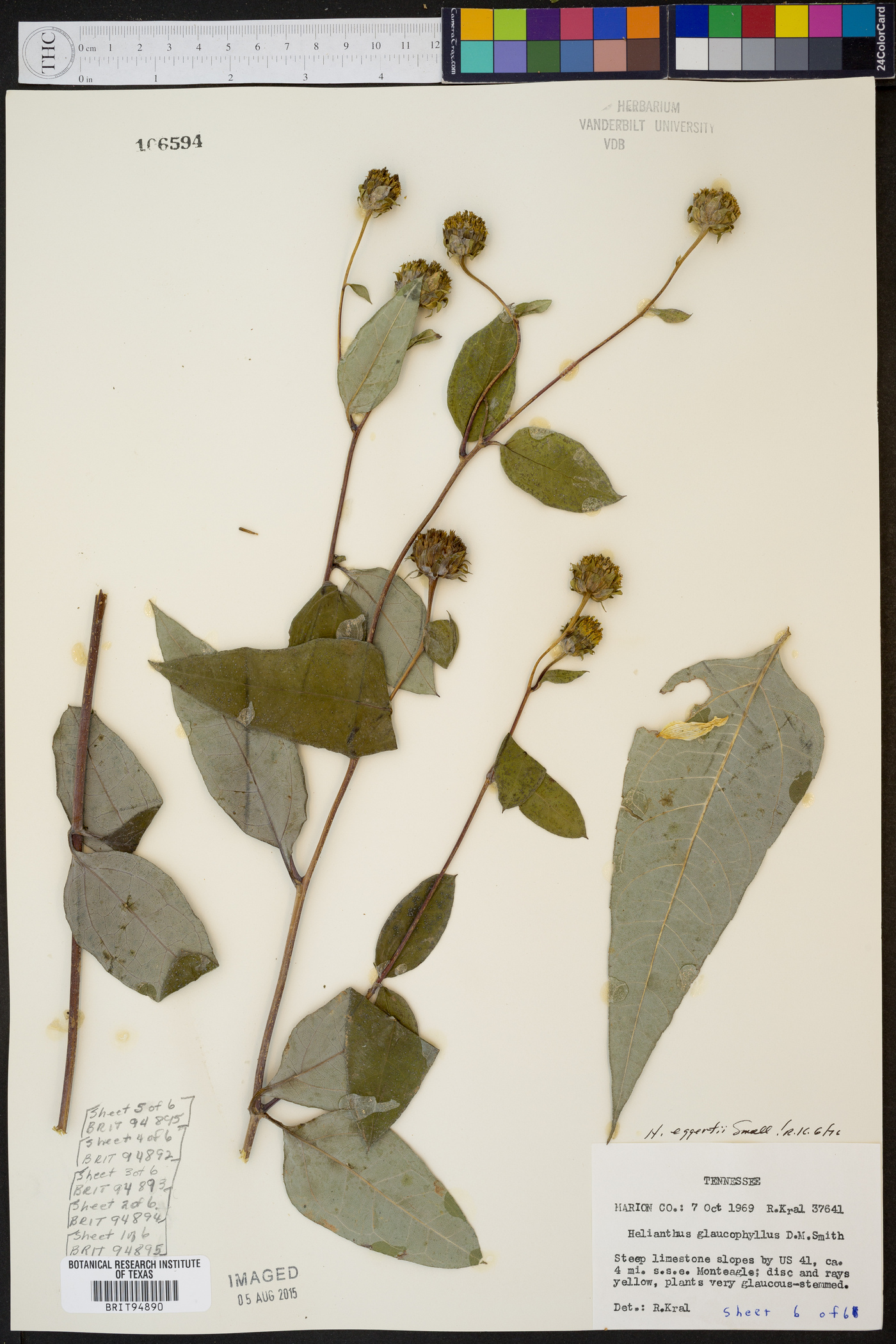 Helianthus eggertii image
