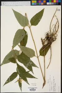 Helianthus strumosus image