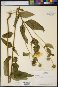 Helianthus strumosus image