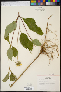 Helianthus strumosus image