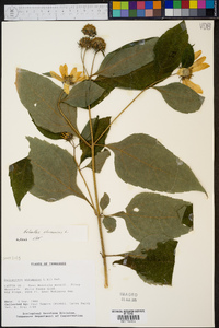 Helianthus strumosus image