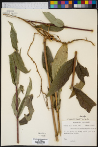 Helianthus eggertii image