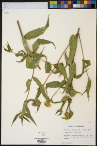 Helianthus hirsutus image