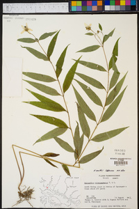 Helianthus smithii image