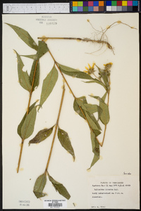 Helianthus hirsutus image