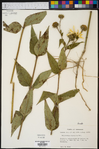 Helianthus hirsutus image