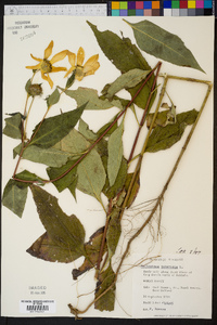 Helianthus tuberosus image