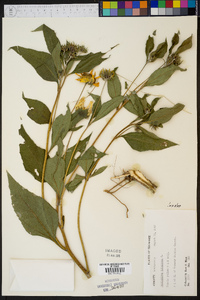 Helianthus tuberosus image