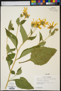 Helianthus tuberosus image