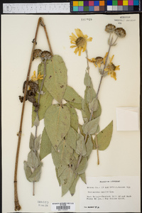 Helianthus mollis image