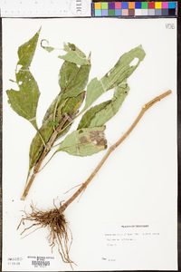 Helianthus tuberosus image