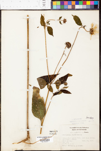 Helianthus tuberosus image