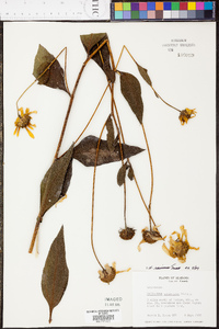 Helianthus resinosus image