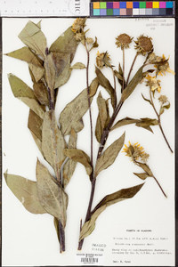 Helianthus resinosus image