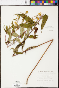 Helianthus smithii image