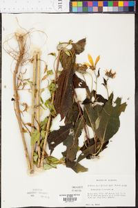 Helianthus tuberosus image