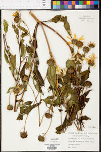 Helianthus tuberosus image