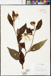 Helianthus tuberosus image