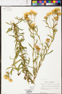 Heterotheca camporum image